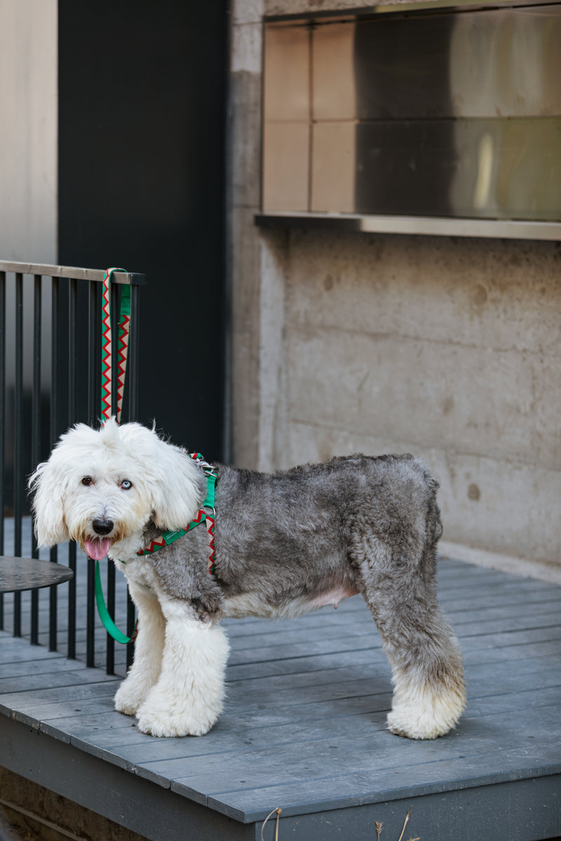 HiDREAM Rainbow Hands-Free Dog Leash