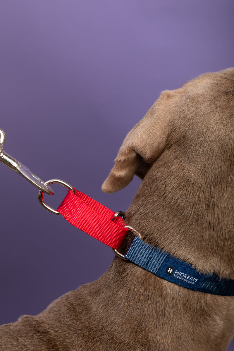 Collar para Perro HiDREAM Rainbow con Absorción de Impactos