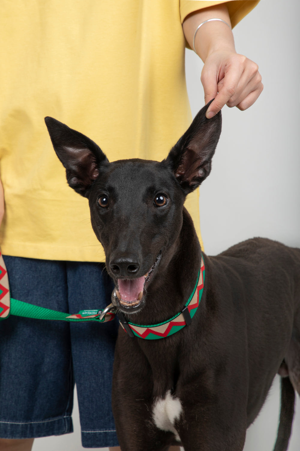 HiDREAM Rainbow Soft Touch Dog Collar