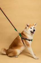 HiDREAM Rainbow Y-Shape Dog Harness