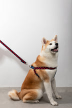 HiDREAM Rainbow Y-Shape Dog Harness