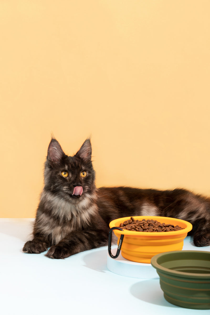 HiDREAM Silicone Travel Collapsible Dog & Cat Bowl 600ml