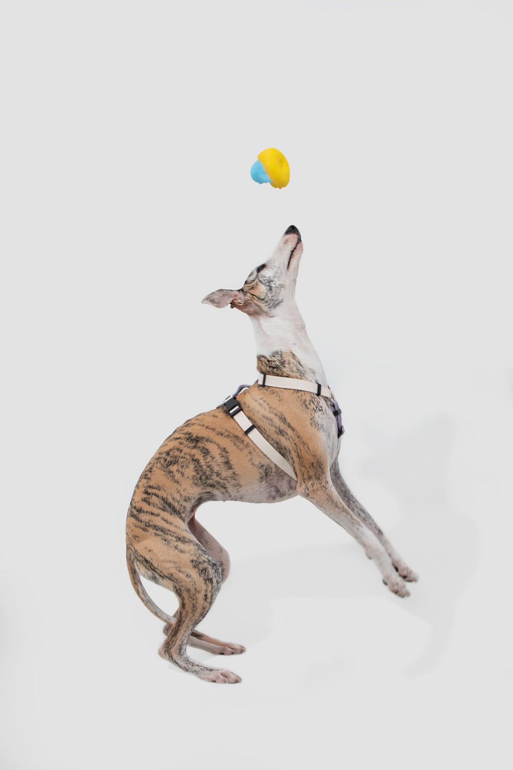 HiDREAM Valley 調節可能な犬用ハーネス＆リードセット