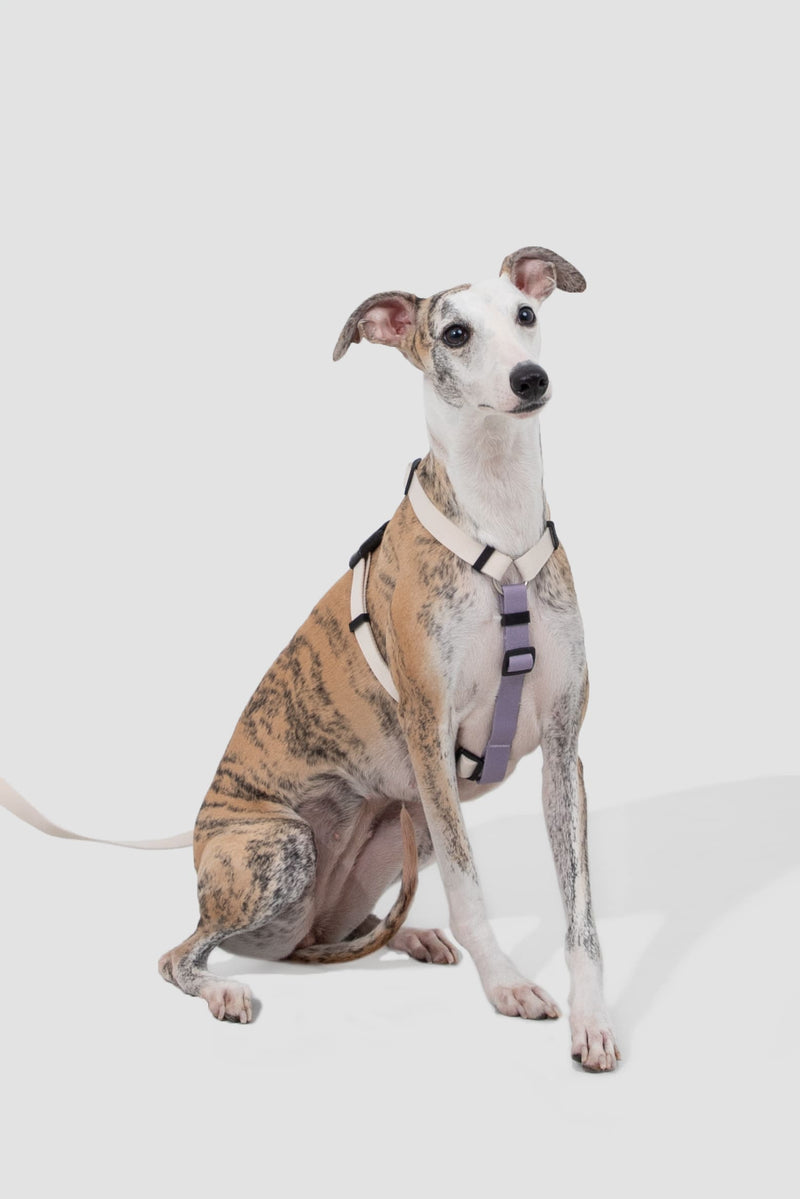 HiDREAM Valley Adjustable Dog Harness & Leash Set