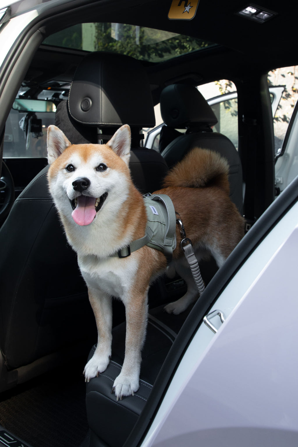 HiDREAM Valley Autosicherheits-Hundegurt-Leine