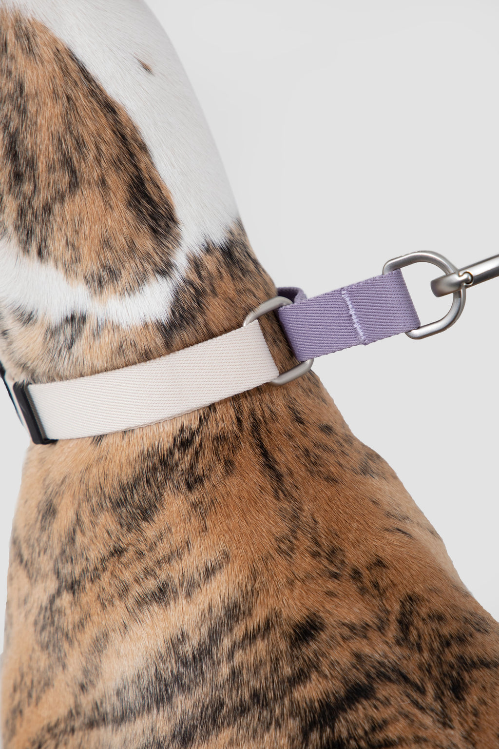 HiDREAM Valley No-Pull Dog Collar
