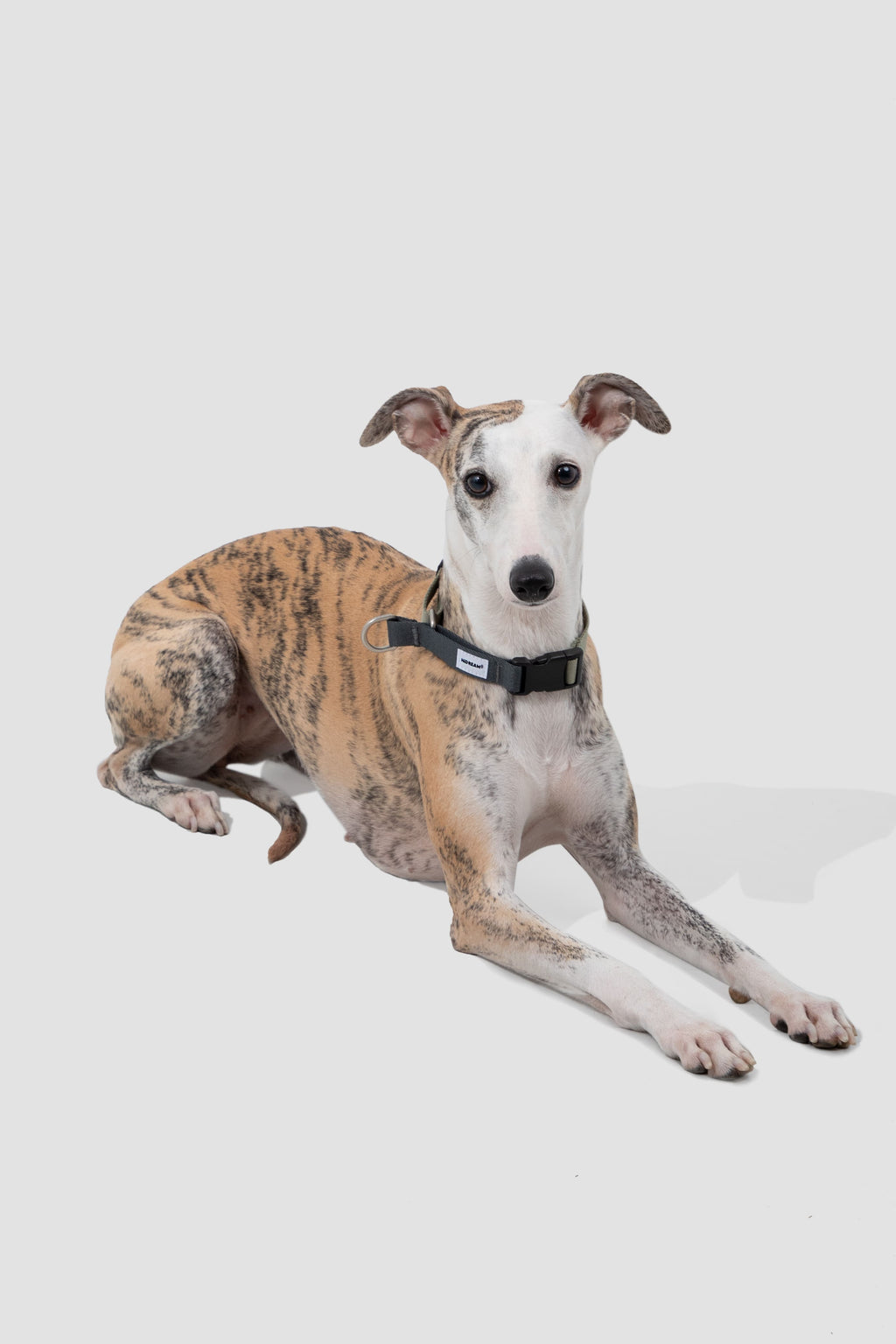 HiDREAM Valley No-Pull Dog Collar