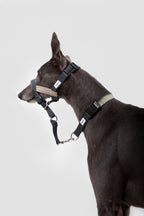 HiDREAM Valley No-Pull Dog Muzzle