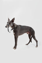 HiDREAM Valley No-Pull Dog Muzzle