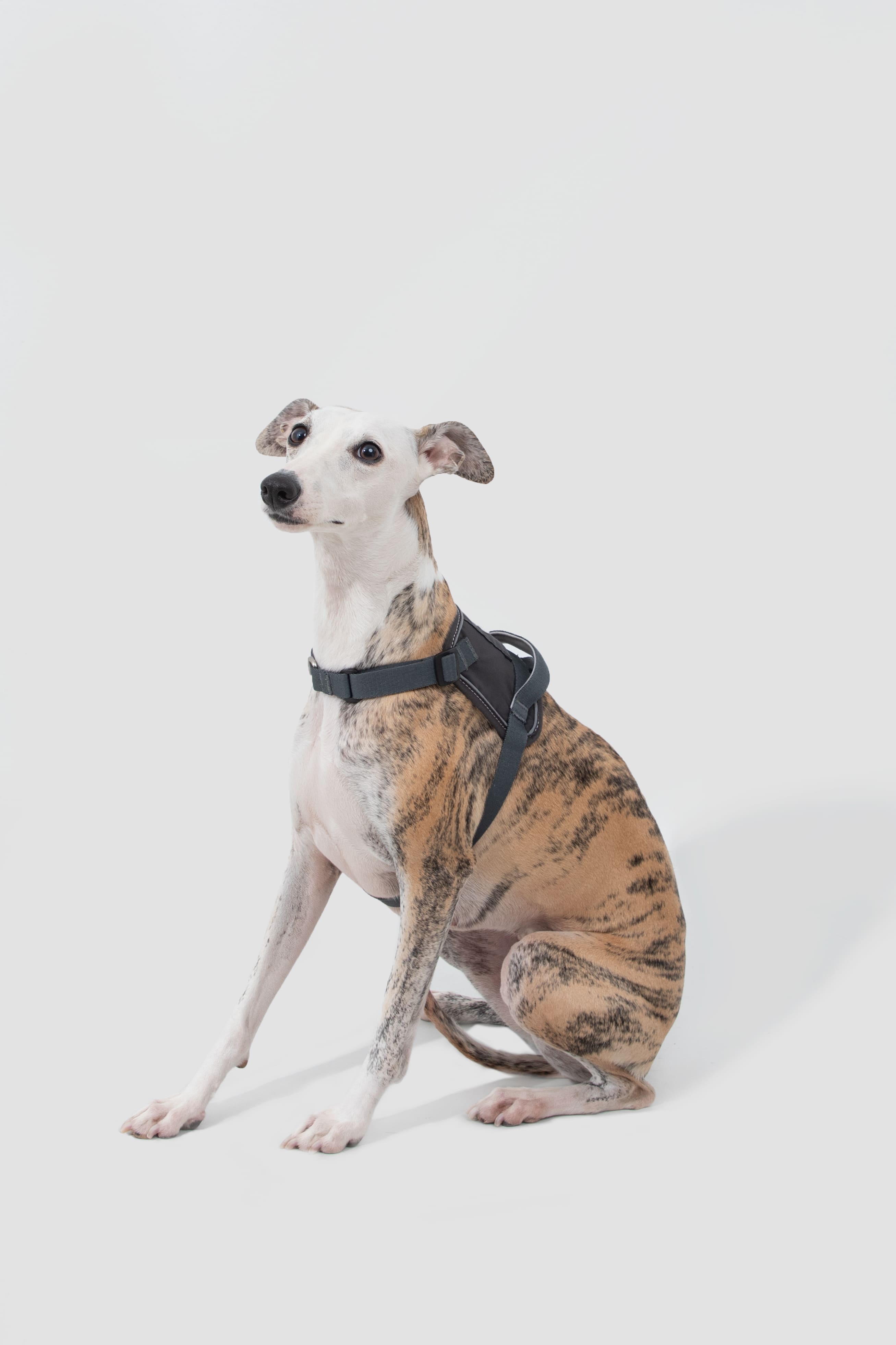 HiDREAM Valley Quick-Wear Step-In Dog Harness
