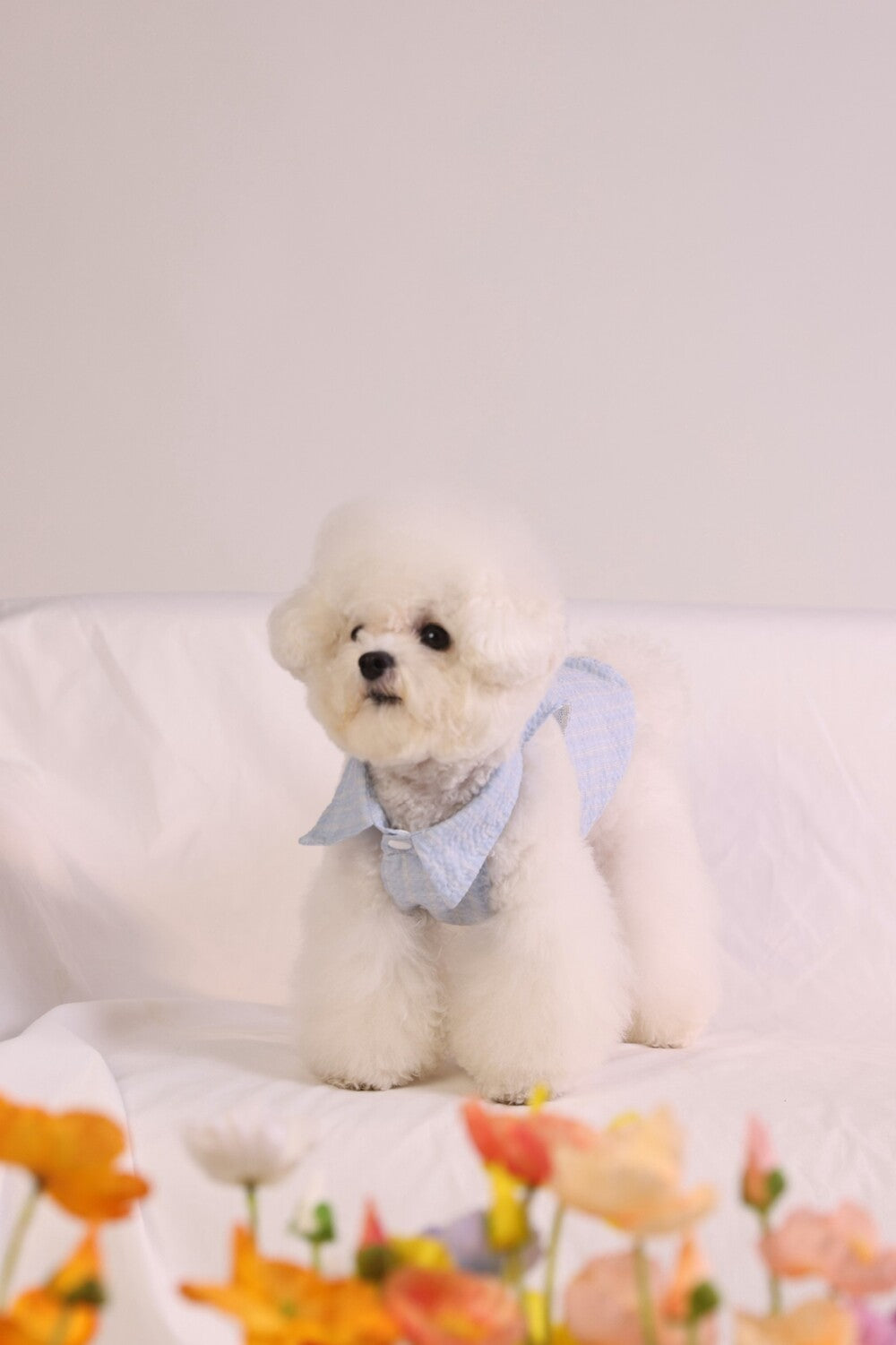 PAWSMOMENT Cotton Tie-Up Dog Shirt - Blue