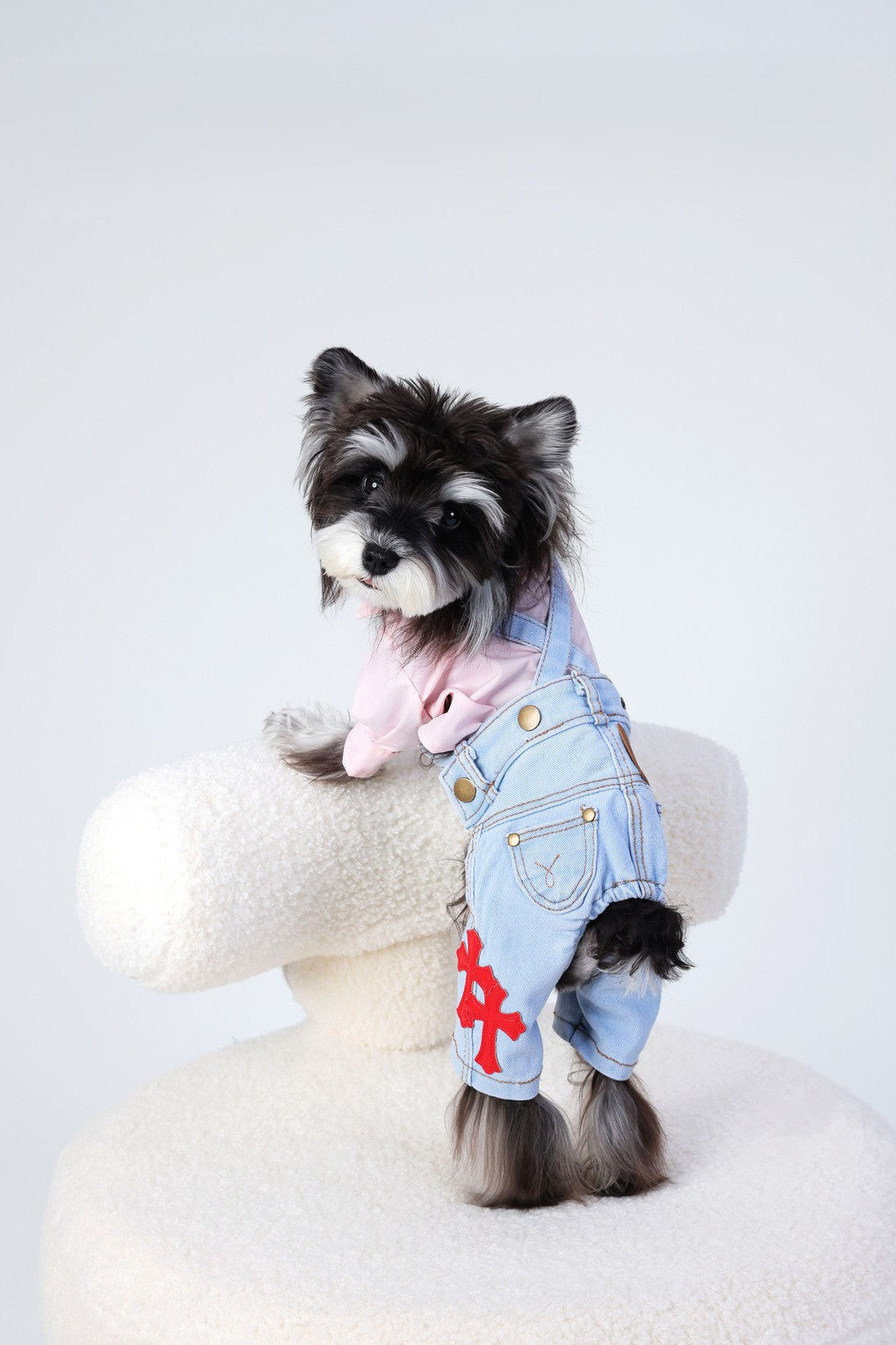 Small dog wearing a denim outfit with a red heart on a white background