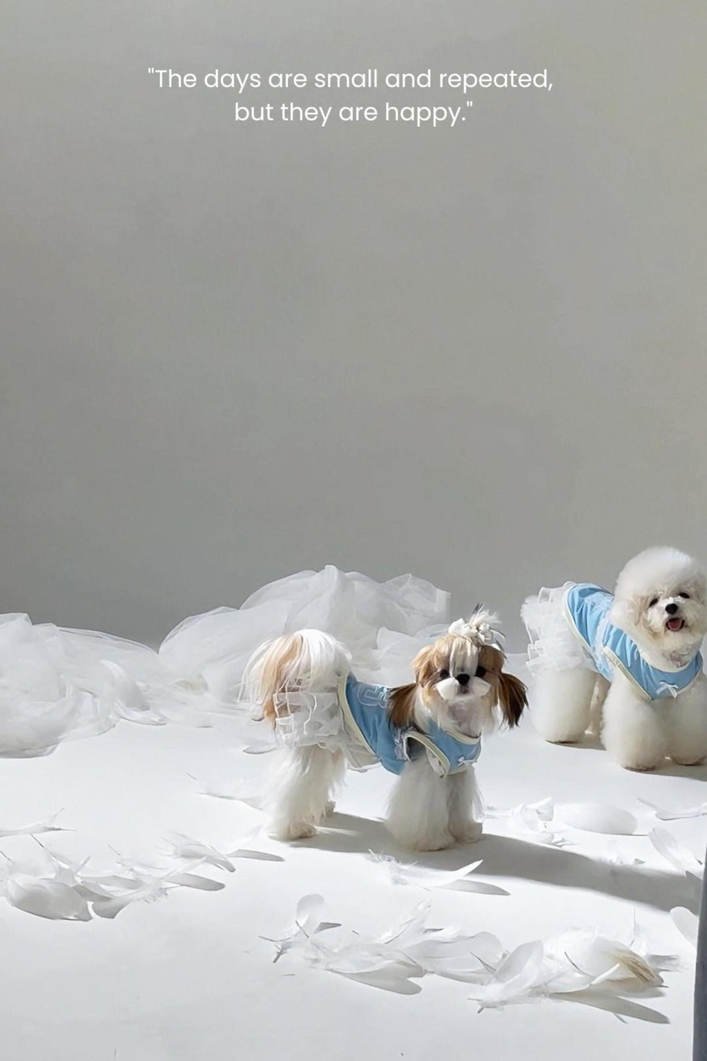 PAWSMOMENT 경량 통기성 자외선 차단 강아지 쿨링 셔츠 - 블루