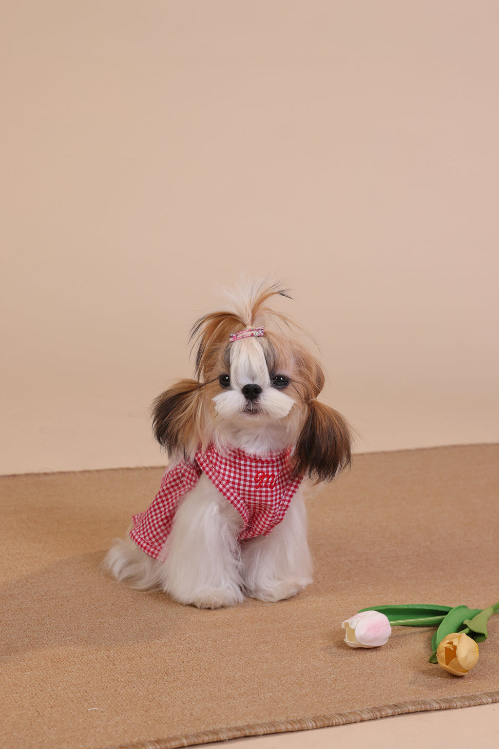 Small dog with pigtails wearing a red checkered scarf on a beige background