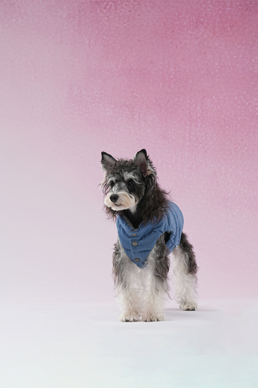 PAWSMOMENT Reversible Dog Puffer Vest Jacket - Denim Blue