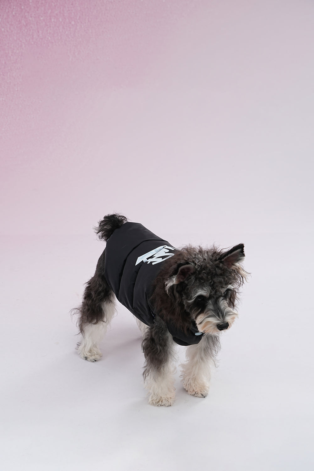 PAWSMOMENT 리버서블 체크 강아지 패딩 재킷 - 블루