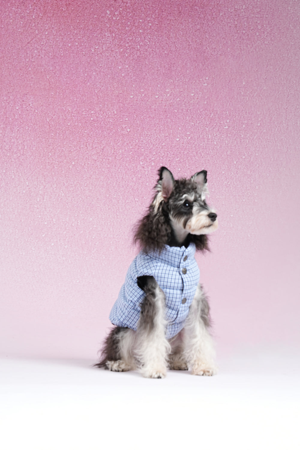 PAWSMOMENT 리버서블 체크 강아지 패딩 재킷 - 블루