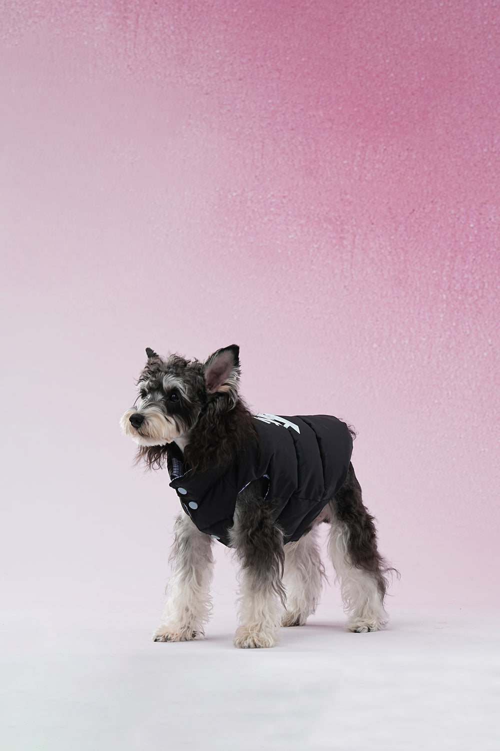 PAWSMOMENT 리버서블 체크 강아지 패딩 재킷 - 블루