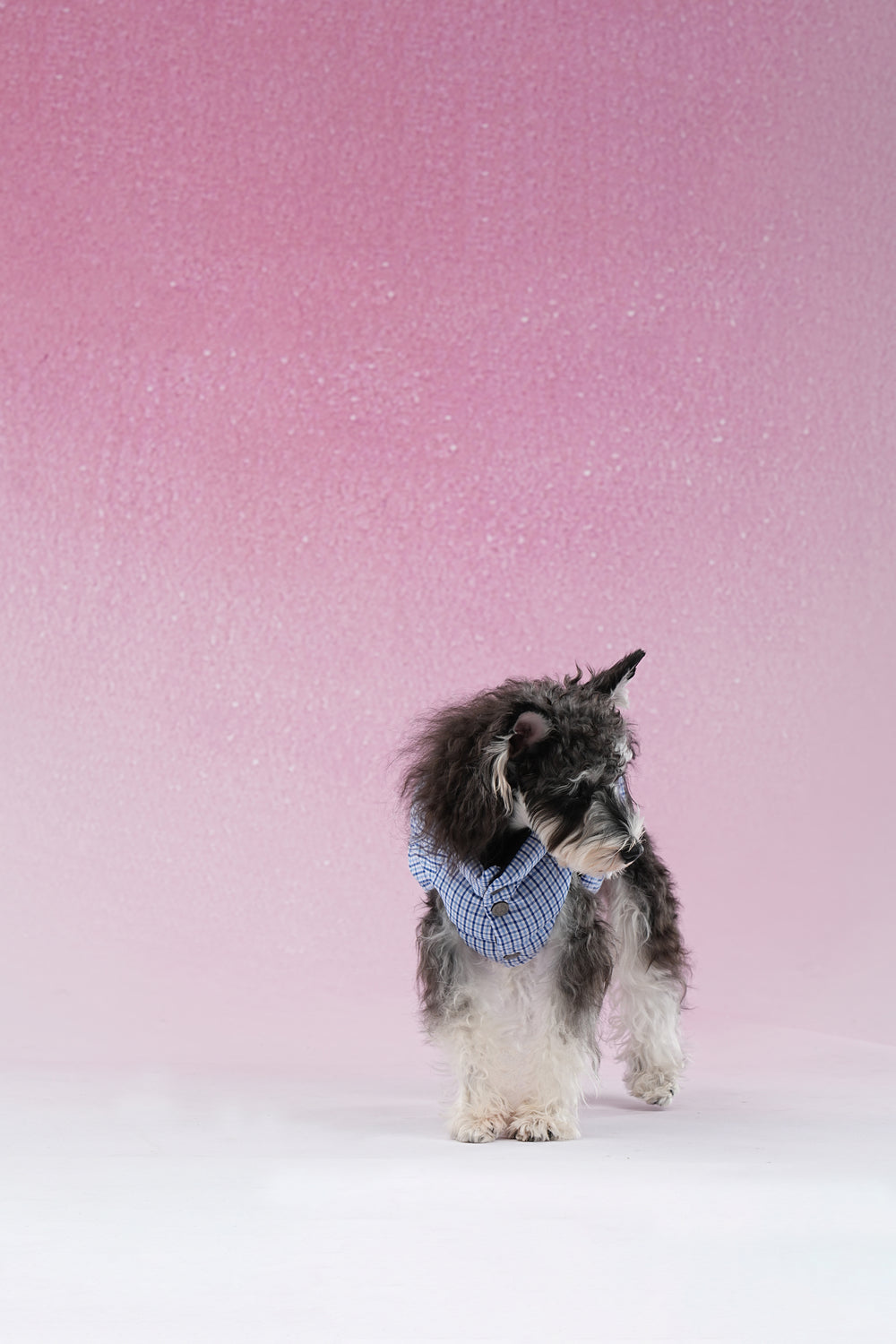 PAWSMOMENT 리버서블 체크 강아지 패딩 재킷 - 블루