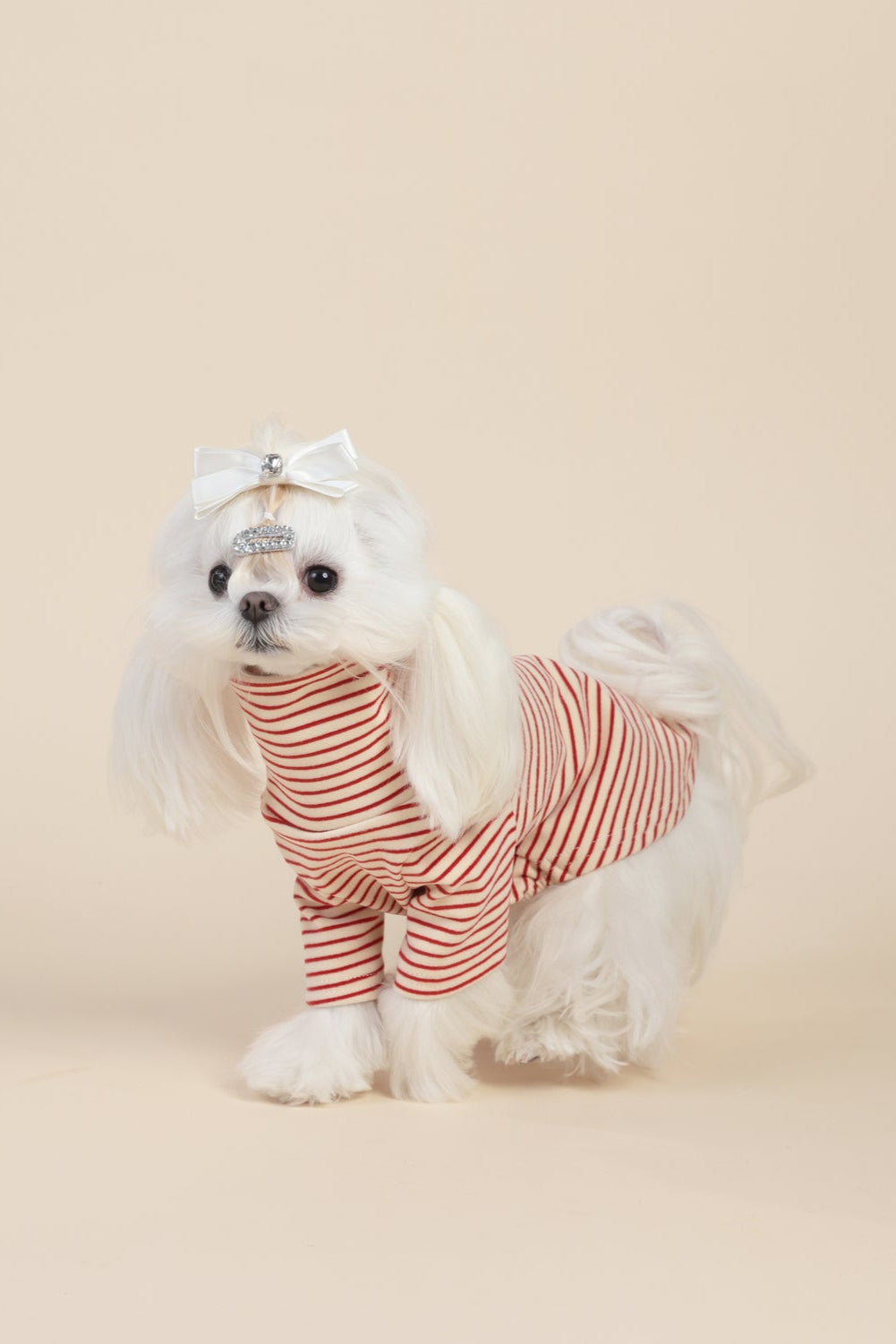 PAWSMOMENT 스트라이프 코튼 강아지 티셔츠