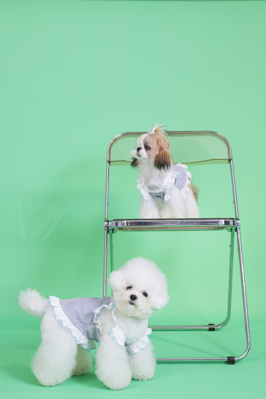 Two dogs wearing outfits sitting on a small metal stool against a green background