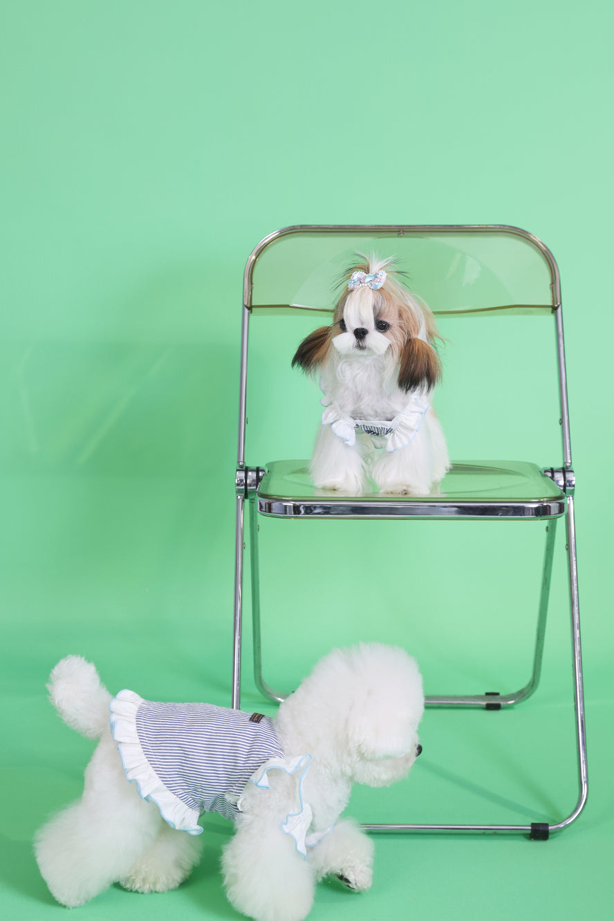 Two small dogs wearing dresses sitting on a transparent chair against a green background