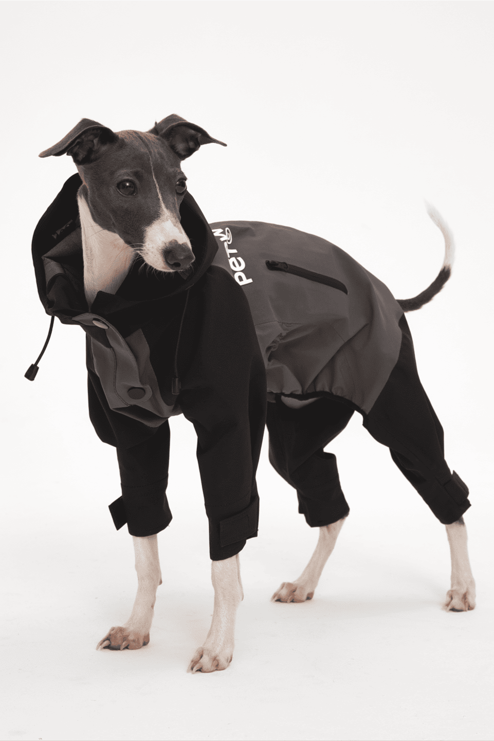 Dog wearing a black coat with a brand logo on a white background
