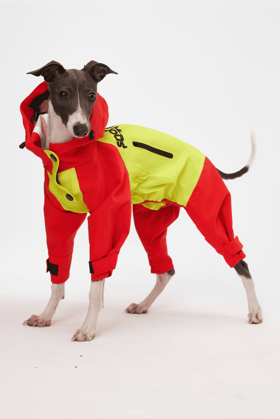 Dog wearing a red and yellow outfit on a white background