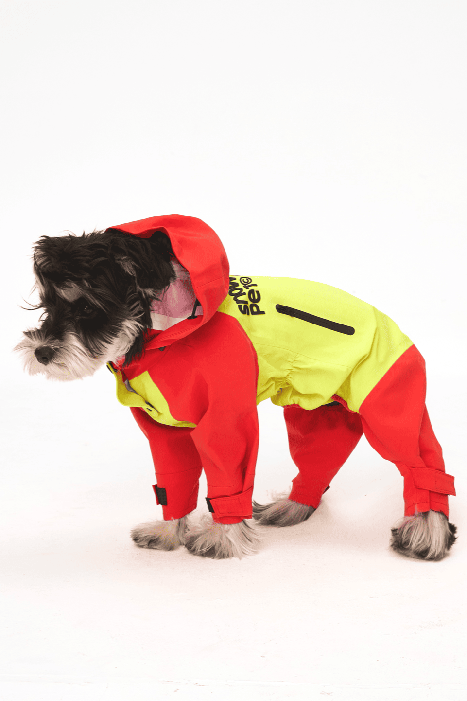 Dog wearing a red and yellow raincoat on a white background
