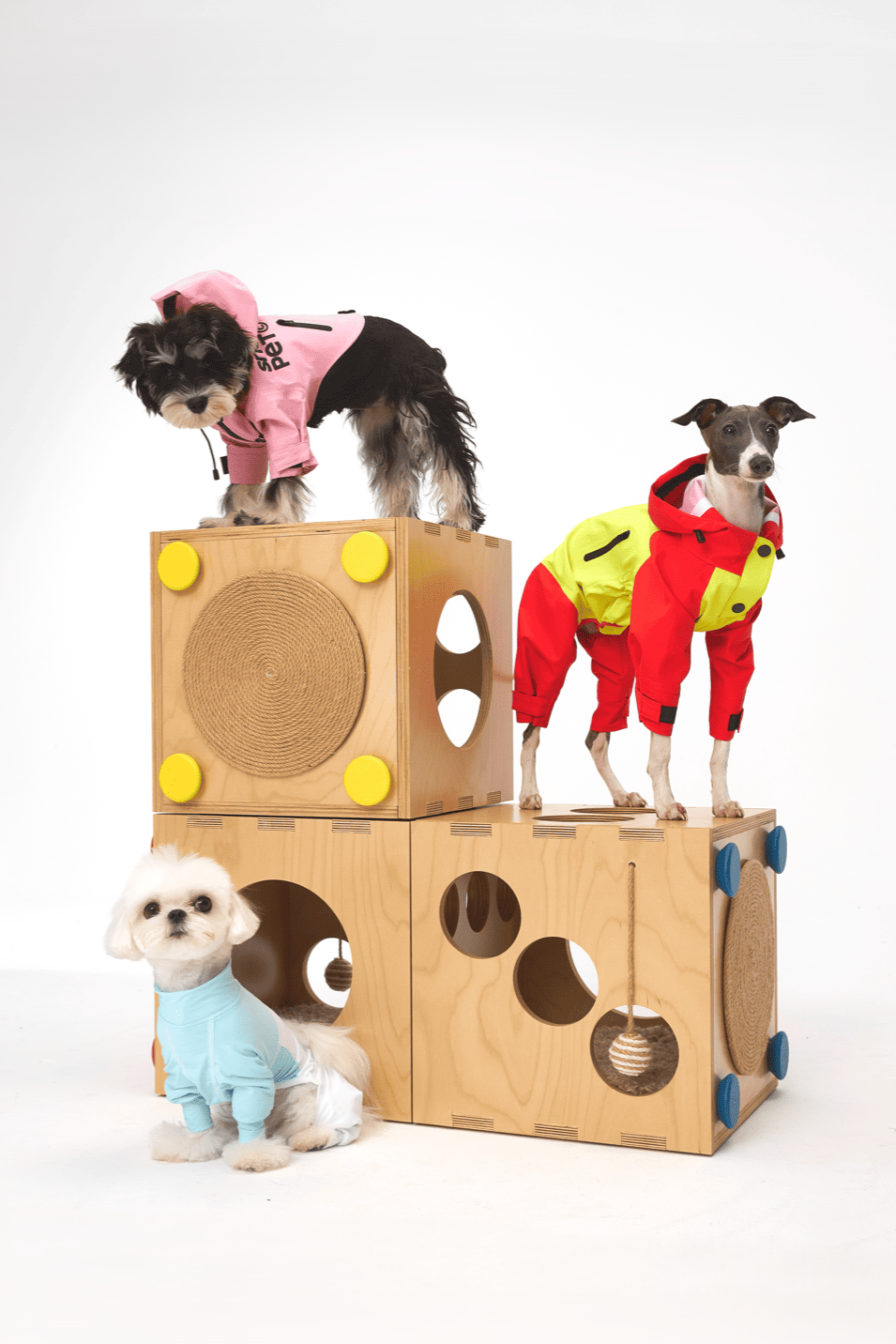 Three dogs in colorful outfits standing on wooden blocks with circular holes.