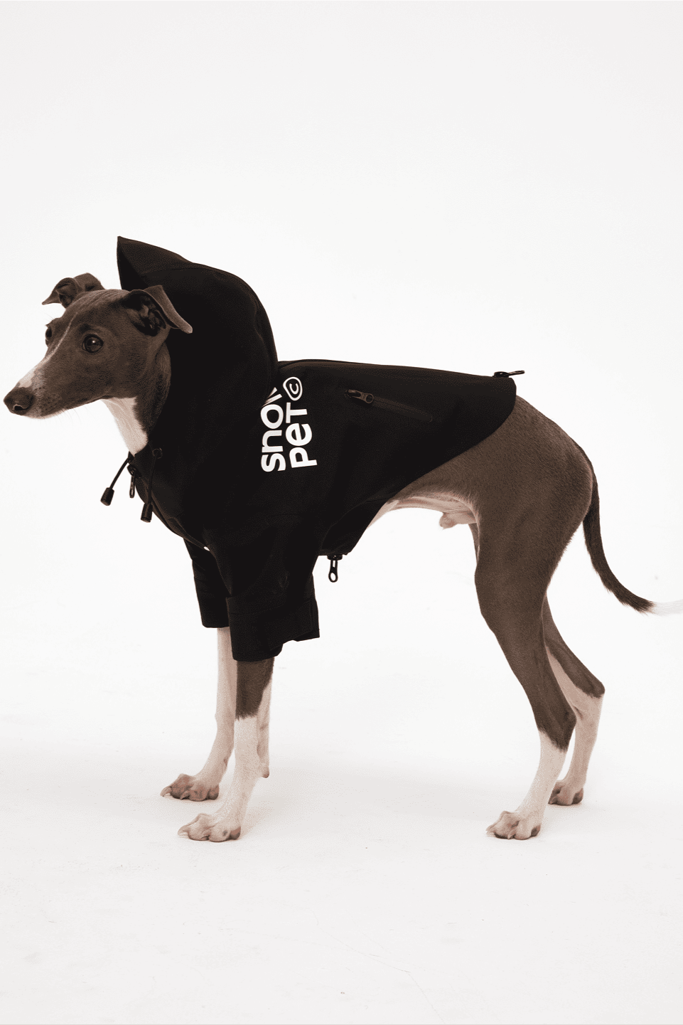Dog wearing a black hoodie with 'Snow Pet' branding on a white background