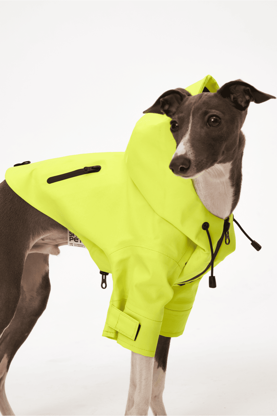 Dog wearing a bright yellow raincoat on a white background