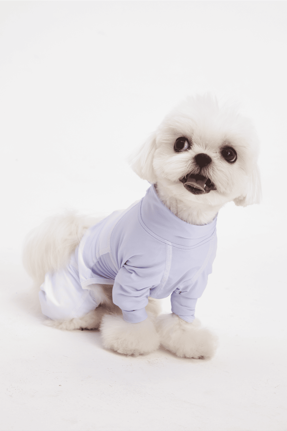 Small white dog wearing a light purple outfit on a white background