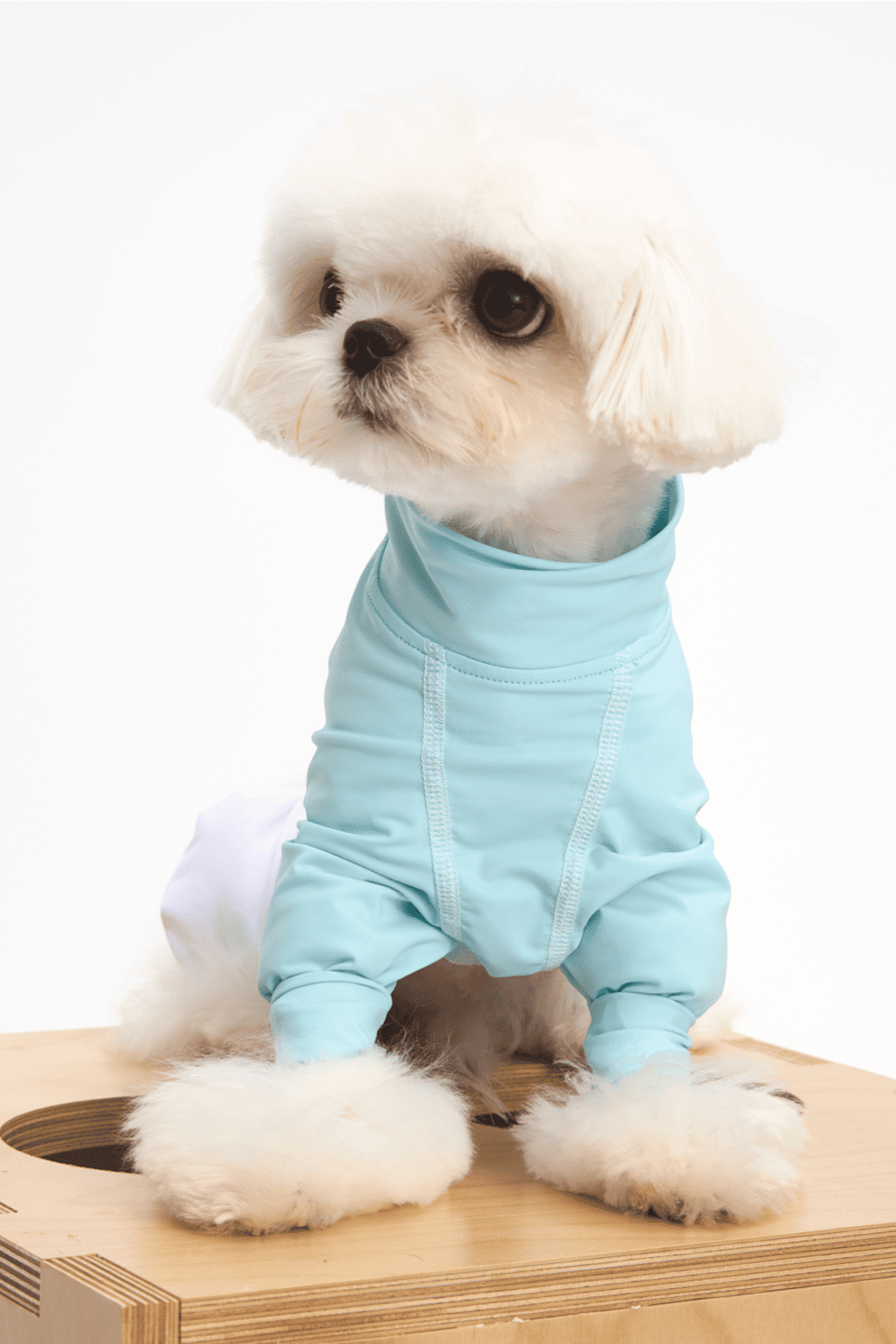 Small dog wearing a light blue onesie on a wooden platform with a white background