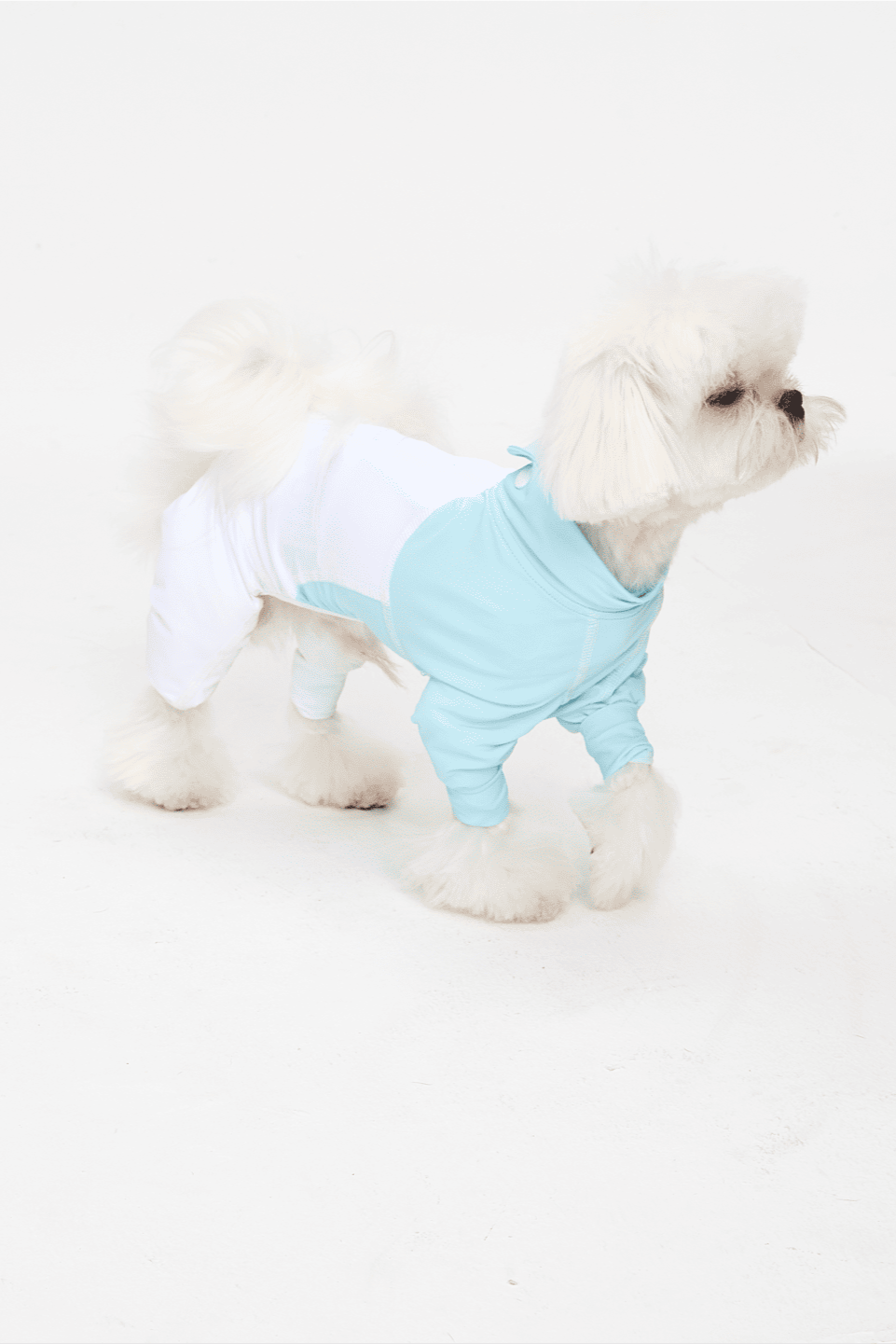 Small white dog wearing a light blue and white outfit on a white background