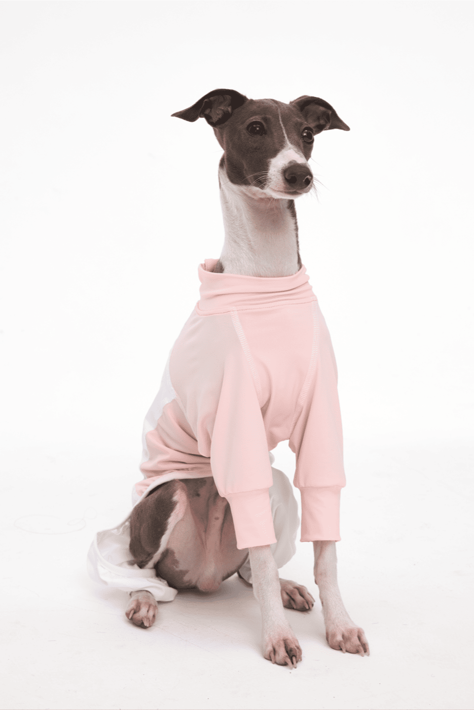 Dog wearing a pink outfit on a white background