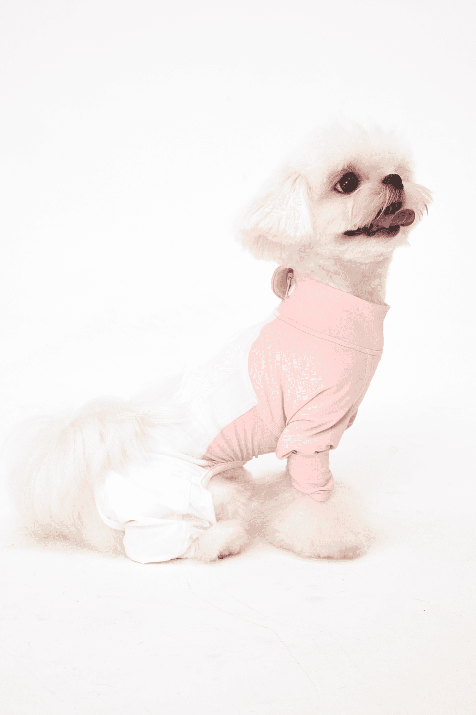 Small white dog wearing a pink outfit on a white background