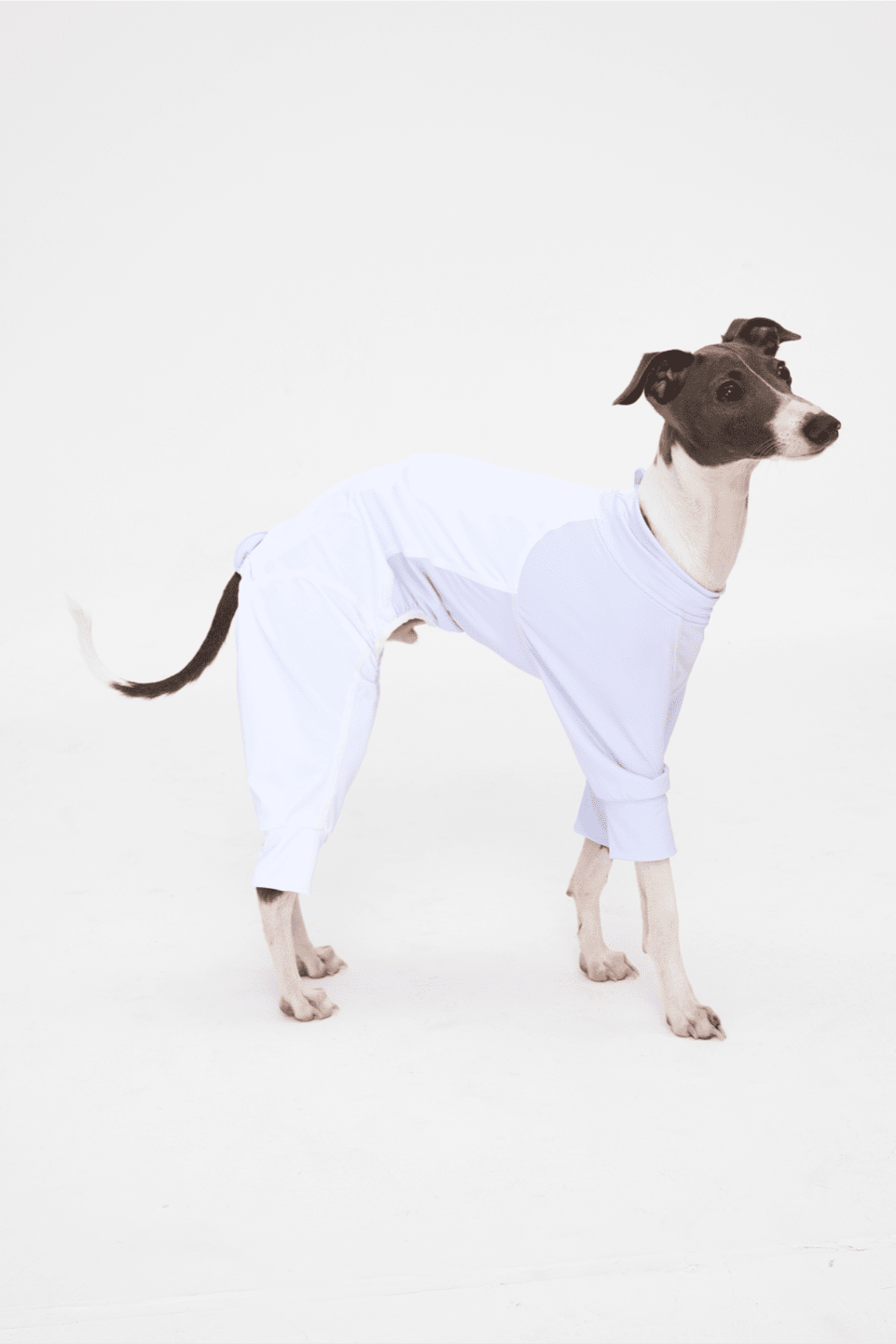 Dog wearing a light blue outfit on a white background