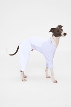 Dog wearing a light blue outfit on a white background