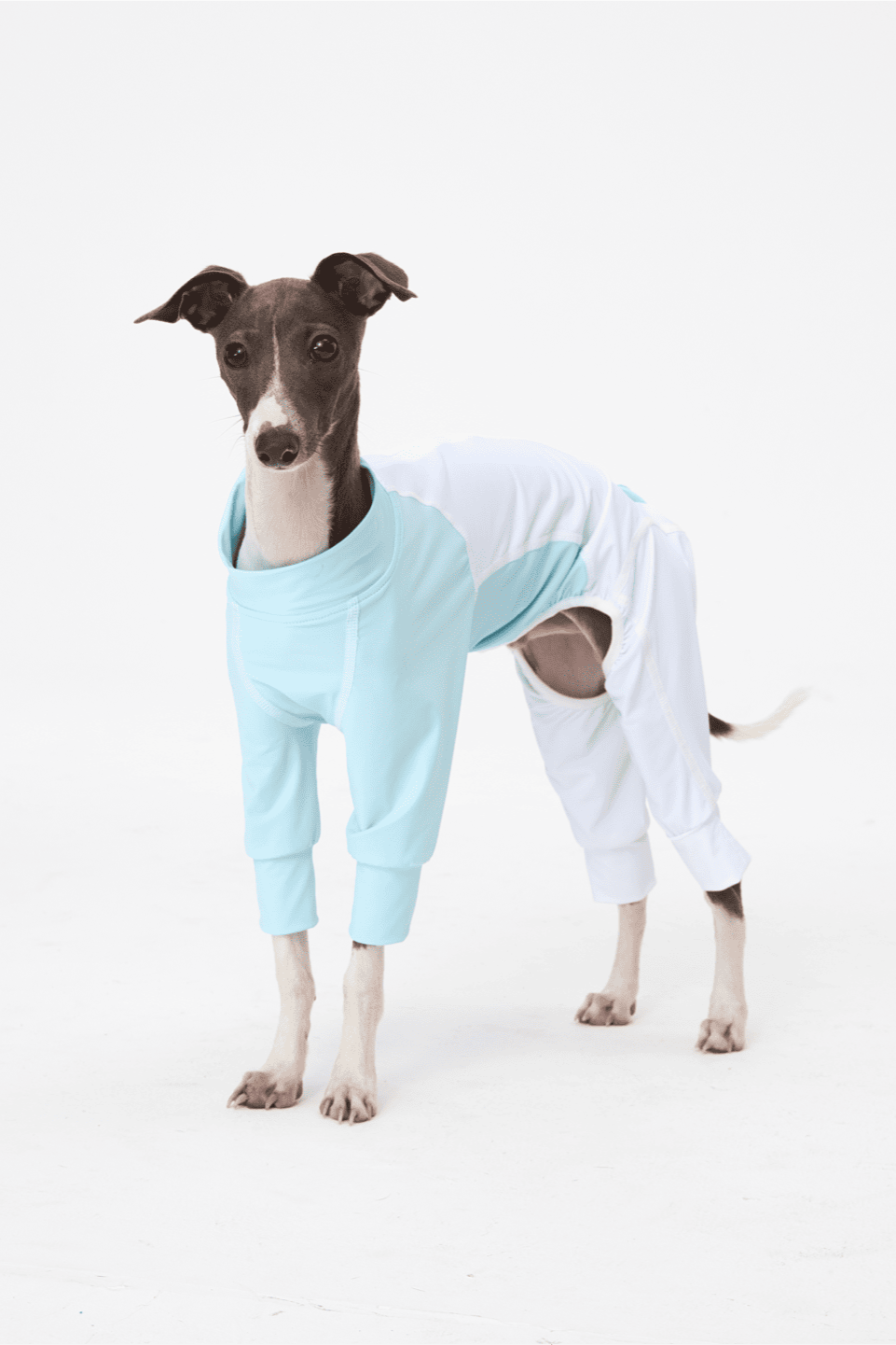 Dog wearing a light blue and white onesie on a white background